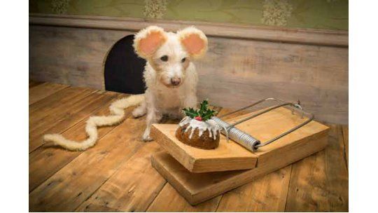 Perro ratón disfrazado