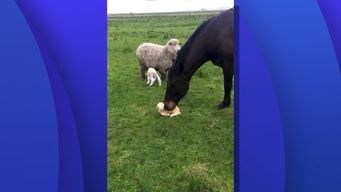 relampago, el caballo que fue filmado cuidando de un cordero recien nacido