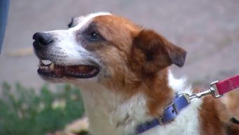 consejos para cuidar a las mascotas ante la pirotecnia y una advertencia: la reaccion es impredecible