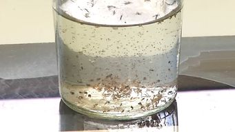 investigacion de facultad de medicina revelo resistencia del mosquito aedes aegypti a insecticidas