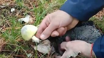 experto en hongos explico como es el sombrero de la muerte, sintomas y que hacer en caso de intoxicacion
