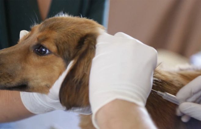chipeado-perros-inba.jpg