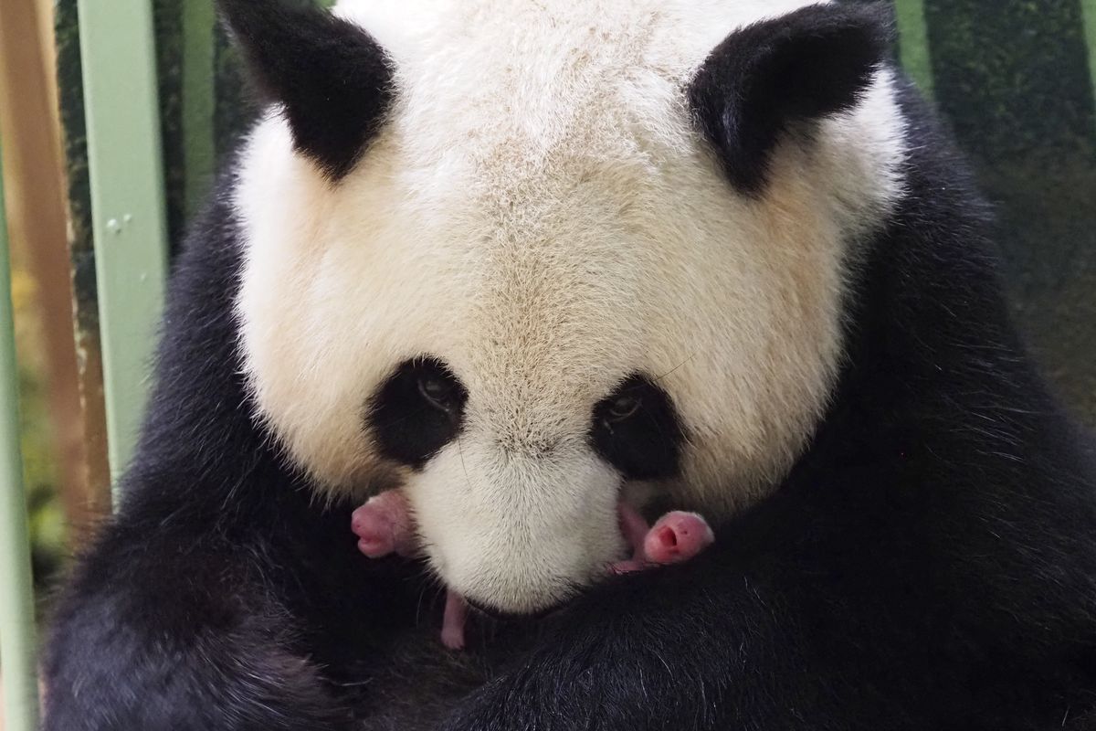 El panda gigante Huan Huan y sus cachorros gemelos se ven dentro de su recinto en el zoológico de Beauval en Saint-Aignan-sur-Cher