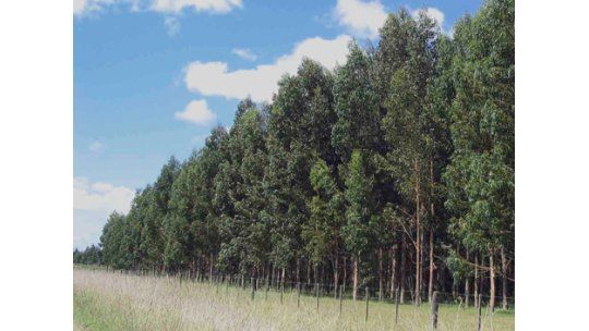 Mujica insiste con reformar la Constitución por caída del ICIR