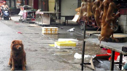 perros china