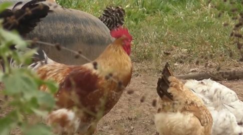 gallinas-gripe-aviar-gallina.jpg