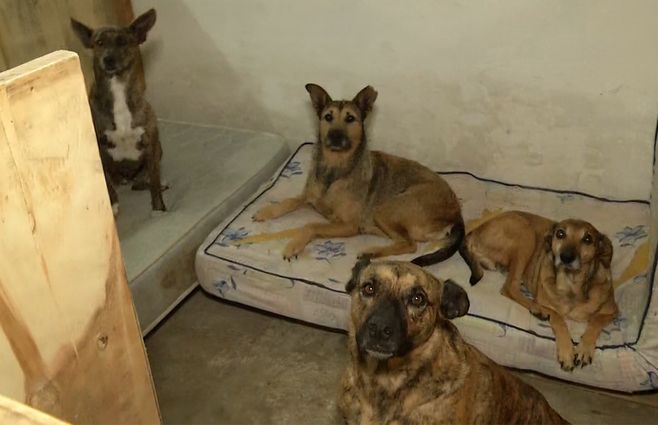 perros-fundacion-rugby-inclusivo