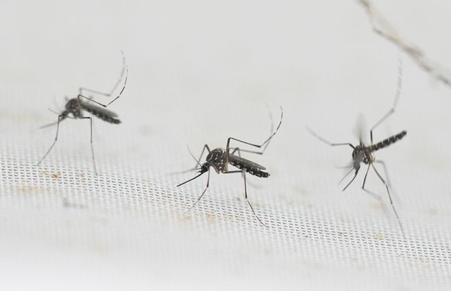 mosquitos-aedes-dengue-laboratorio-afp-archivo.jpg