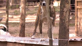 liga bichera organiza una noche de baile solidario: todo lo recaudado sera para los animales que cuidan