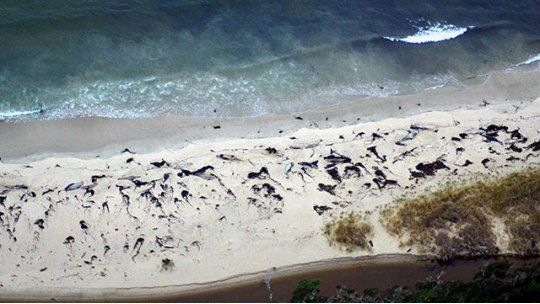 ballenas muertas