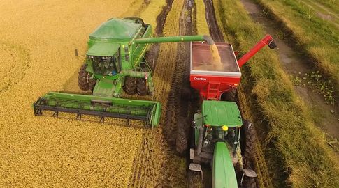 Uruguay no se duerme: se quedó con el 63% de la cuota de arroz que el Mercosur le venderá a la Unión Europea este año