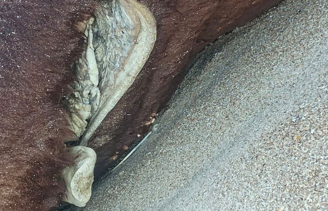 vacío-abierto-vacuno