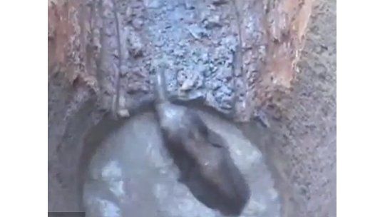 Emotivo rescate de un elefante bebé en Tailandia