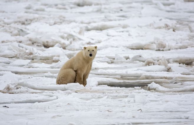 oso polar AFP.jpg