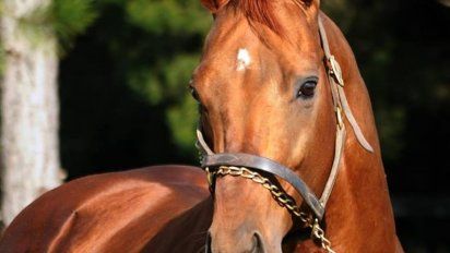 criadores de uruguay y brasil aunan esfuerzos en apoyo al jockey club de melo
