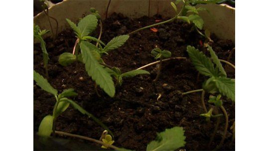 Incautan 30 plantas de marihuana recién germinadas en pensión