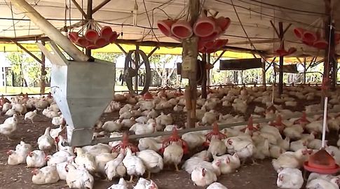 MGAP declara la emergencia sanitaria en todo el país por gripe aviar detectada en tres departamentos