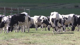 dos hermanos condenados por el contrabando millonario de calculos biliares vacunos a hong kong