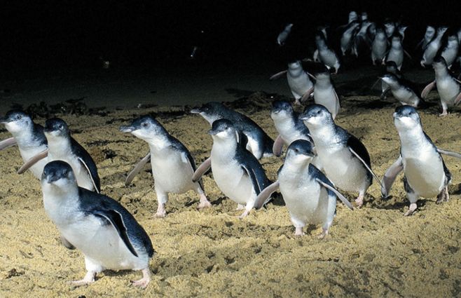 pinguinos-australia.jpg