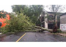 Ráfagas de viento dejan semáforos volados, árboles caídos y vidrios rotos