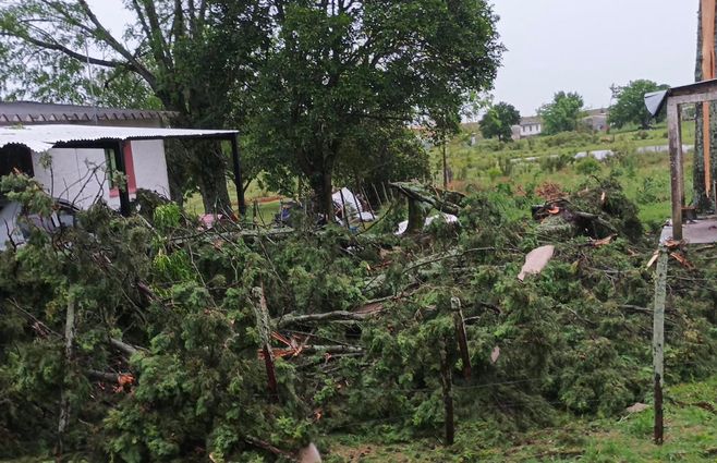 caída-árboles-temporal