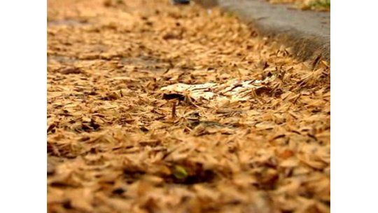 La IM planta plátanos que producen menos pelusa de lo normal