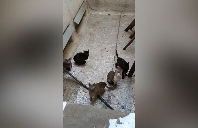 gatos-abandonados-calle-andes