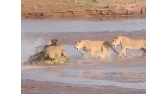 Lucha a muerte entre tres leonas y un cocodrilo por la comida