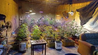 incautaron 307 plantas de marihuana en laboratorio clandestino en rio branco