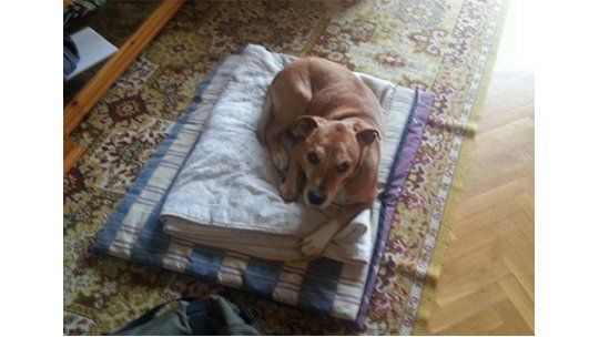 Polémica: ordenaron sacrificar al perro de la enfermera con Ébola