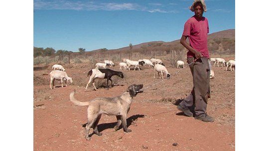 Un grupo de perros le gana a los guepardos en África