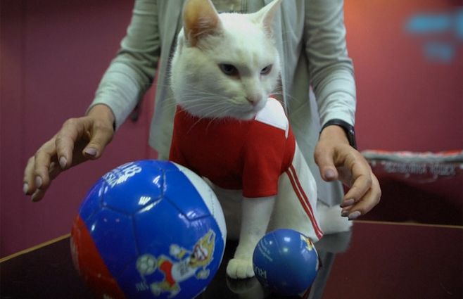 aquiles-gato-mundial.jpg