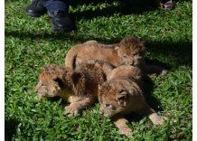 Los leoncitos de Salto siguen buscando nombre