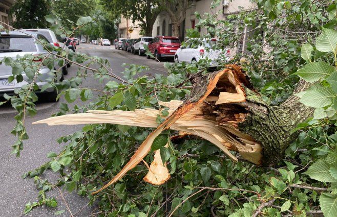 Foto: Subrayado. Árbol caído en Montevideo.