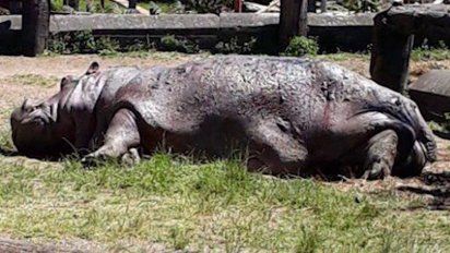 hospital maciel detecto bacteria estreptococo en la hipopotama de villa dolores