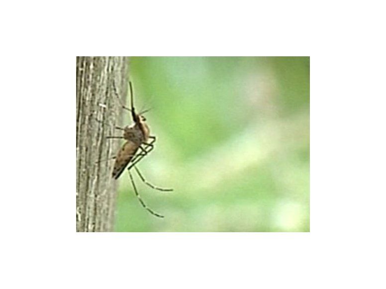 Cuidado con el abuso de repelente en niños y alérgicos