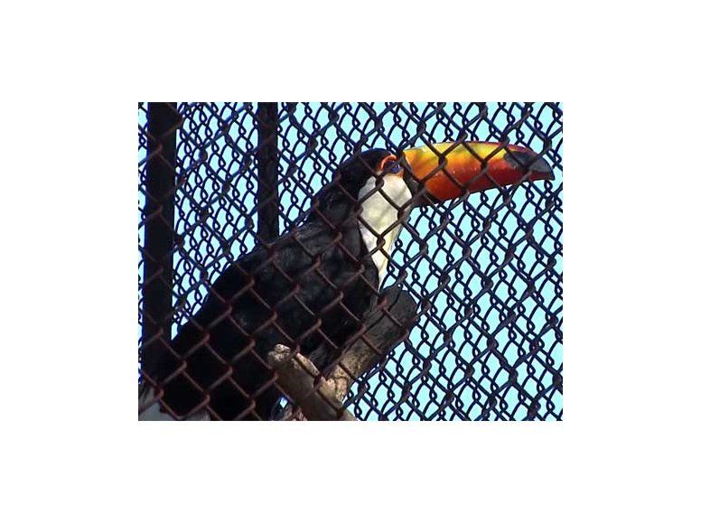 Ecologistas abrieron jaulas en Villa Dolores y robaron un tucán