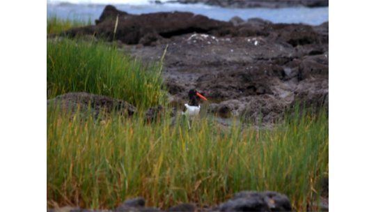 Playa Verde: deportes acuáticos, naturaleza y variada gastronomía