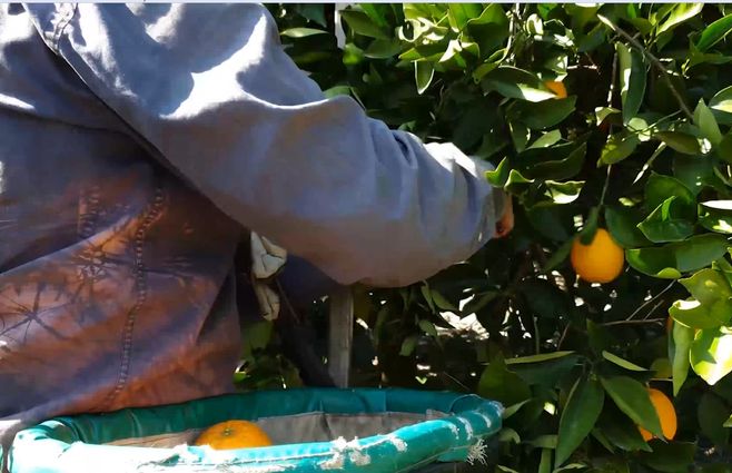 Trabajador-salto-naranjas.jpg