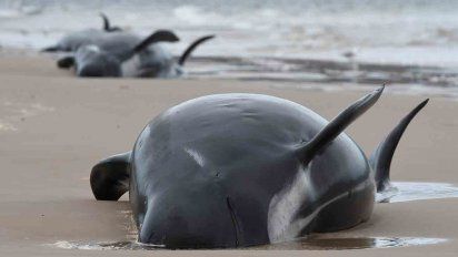 380 ballenas mueren varadas en el sur de australia