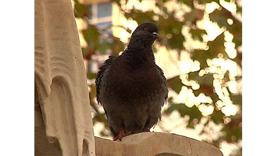IM contrata servicio de halcones para espantar palomas en plazas