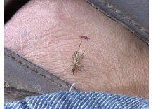 Algunas recetas caseras para enfrentar la invasión de mosquitos