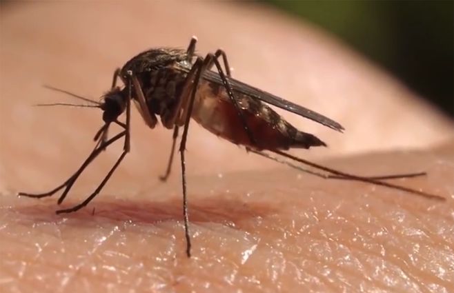 mosquito-primer-plano-piel.jpg