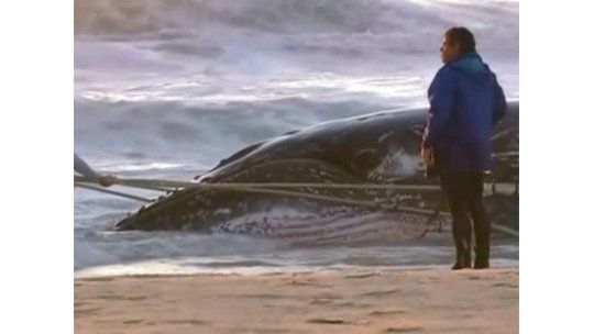 Impresionante rescate de una ballena bebé en Australia