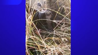 gato de pajonal, una de las especies en peligro critico de extincion, fue registrado en el norte del pais