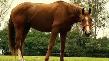 Subrayado | MICRO TURF 4 D SET