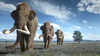 cientificos de eeuu se plantean criar mamuts miles de anos despues de su extincion