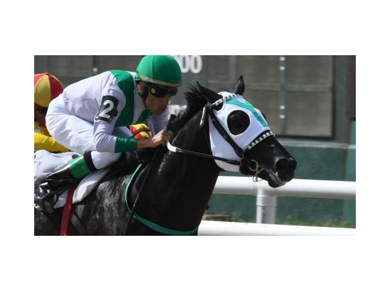 turf monje negro