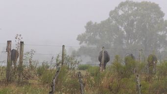 un trabajador rural murio al ser alcanzado por un rayo en un establecimiento de florida