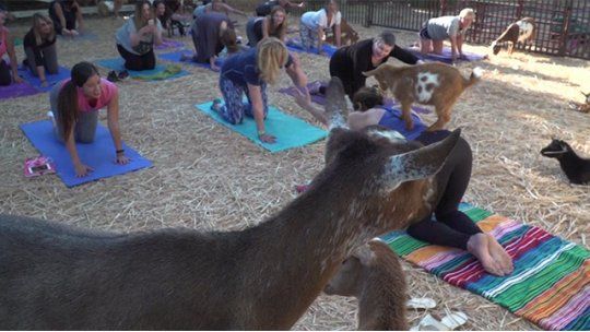 yoga con cabras